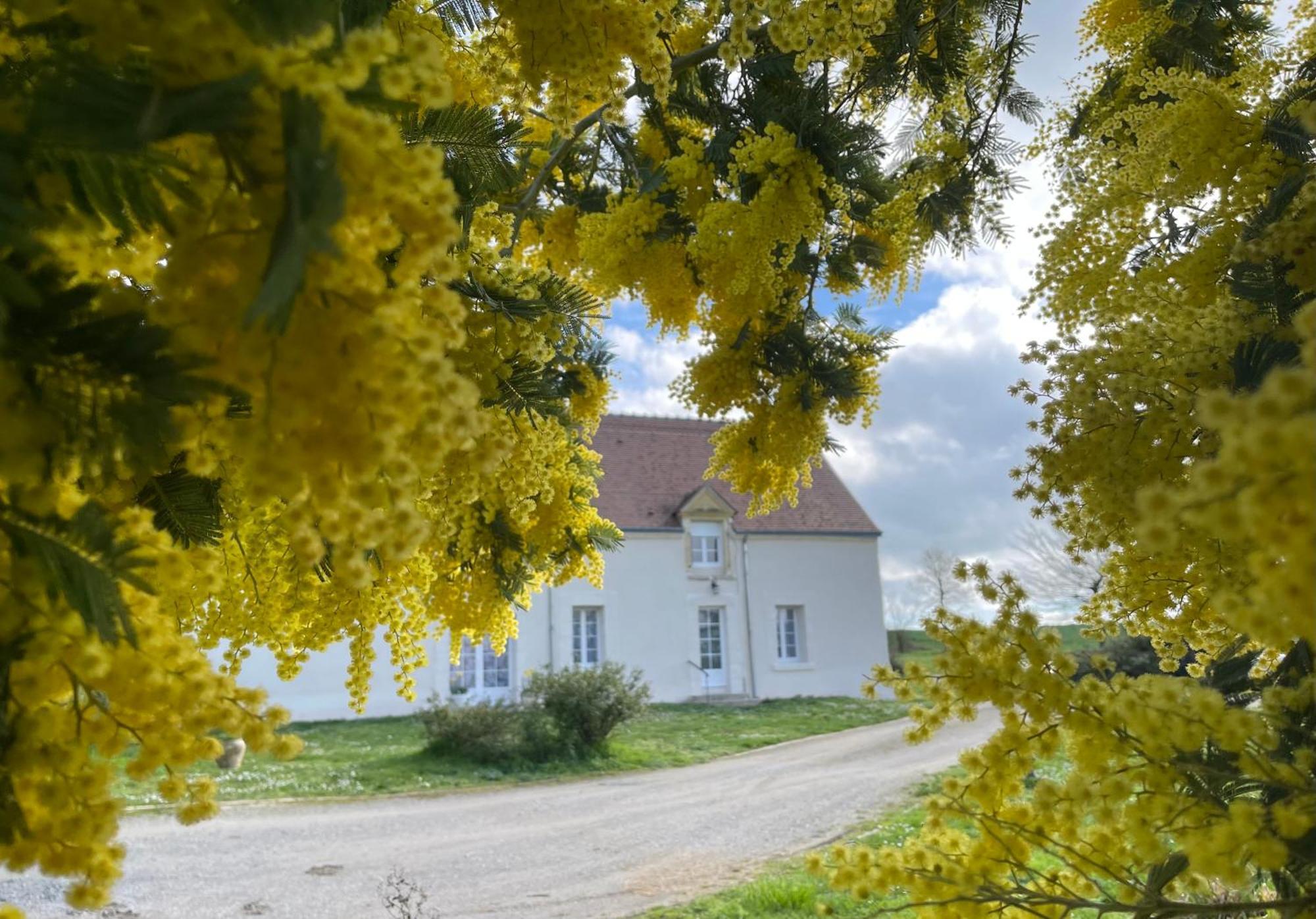 فيلا Les Mimosas Gracay المظهر الخارجي الصورة